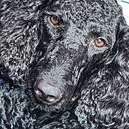 Lucy is registered to the contest to win money with this photo: animal, black, brown_eyes, canine, close_up, companion, cozy, curly, curly_fur, cute, dog, fluffy, fur, indoor, mammal, nose, pet, portrait, relaxed, snout