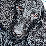 animal, black, brown_eyes, canine, close_up, companion, cozy, curly, curly_fur, cute, dog, fluffy, fur, indoor, mammal, nose, pet, portrait, relaxed, snout