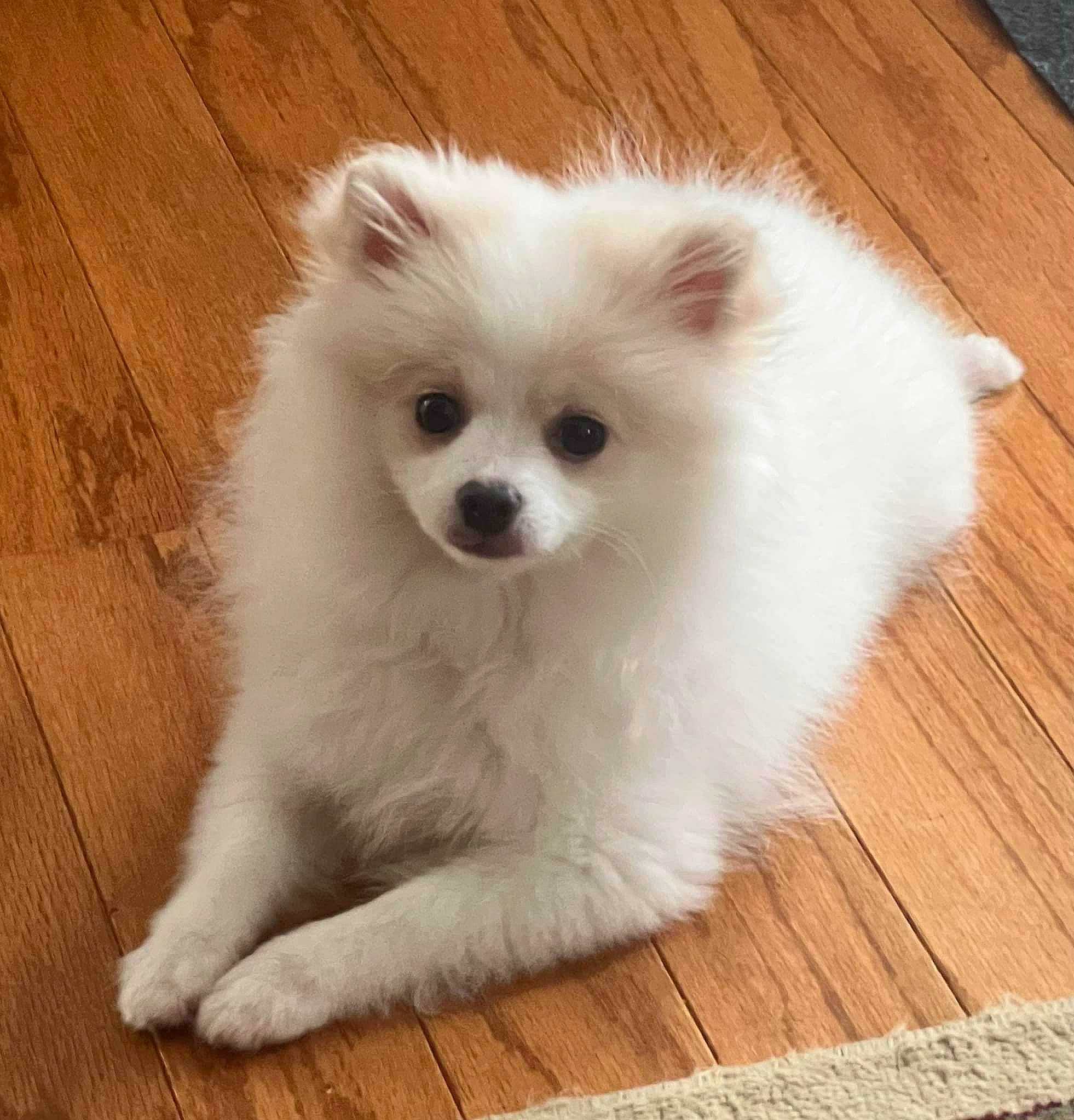 Paris Lilly is registered to the contest to win money with this photo: canidae, carnivore, companion_dog, dog, dog_breed, fawn, fur, german_spitz, german_spitz_mittel, hardwood, snout, spitz, toy_dog, varnish, volpino_italiano, whiskers, wood, wood_flooring, wood_stain, working_animal