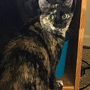 Gizmo joined the competition — help win amazing prizes! cat, tortoiseshell, indoor, wooden_shelf, blue_container, curious, pet, feline, fur, animal, carpet, paw, ears, whiskers, closeup, domestic, eye_contact, home, sitting, cute
