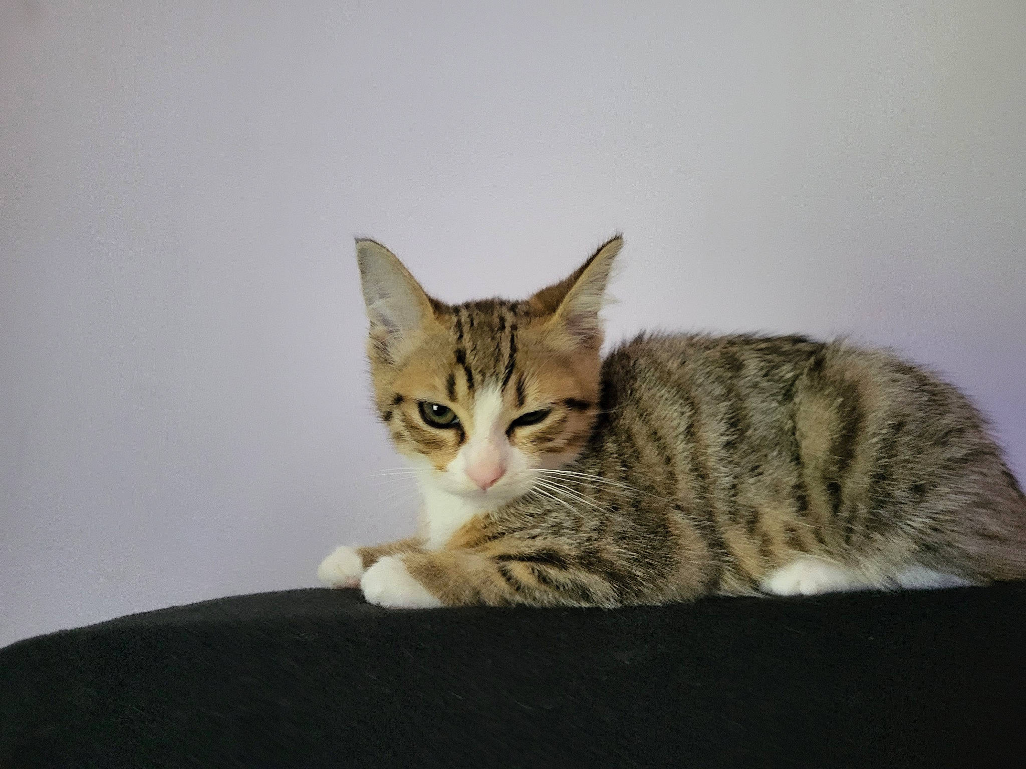 Utopia a rejoint le concours — aidez-le/la à gagner de superbes lots ! art, carnivore, cat, domestic_short_haired_cat, eye, felidae, fur, paw, sitting, small_to_medium_sized_cats, snout, tail, terrestrial_animal, whiskers, wildlife