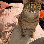 Skittles is registered to the contest to win money with this photo: cat, tabby_cat, bed, blanket, quilt, indoor, pet, animal, feline, fur, whiskers, ears, eyes, domestic, comfort, sleeping_area, furniture, cozy, curious, resting