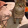 cat, tabby_cat, bed, blanket, quilt, indoor, pet, animal, feline, fur, whiskers, ears, eyes, domestic, comfort, sleeping_area, furniture, cozy, curious, resting
