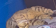 Skittles is registered to the contest to win money with this photo: cat, tabby, sleeping, stretching, paw, fur, striped, indoor, bed, water_bottle, blue_wall, relaxed, cute, pet, animal, cozy, whiskers, claw, feline, resting