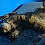 Skittles is registered to the contest to win money with this photo: cat, tabby, stretching, relaxed, sunlight, blue_wall, blanket, mattress, indoor, pet, fur, whiskers, paw, cozy, resting, cute, animal, sleepy, home, comfort