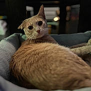 Gary is registered to the contest to win money with this photo: cat, feline, pet, orange_cat, whiskers, wide_eyes, pet_bed, cozy, indoor, portrait, close_up, relaxed, fur, paws, blanket, shallow_depth_of_field, blurred_background, night_indoor, looking_at_camera, domestic_animal