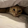 Gary is registered to the contest to win money with this photo: cat, pet, indoor, bed, blanket, whiskers, portrait, closeup, furry, sleepy, hiding, cozy, muzzle, eyes, nose, bedding, soft_lighting, domestic_cat, warm, comfort
