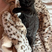 Kitty is registered to the contest to win money with this photo: bed, black_cat, blanket, blanket_pattern, cat, cozy, cuddly, faux_fur, feline, indoor, kitten, nap, paw, pet, plush, portrait, resting, sleeping, soft_texture, whiskers