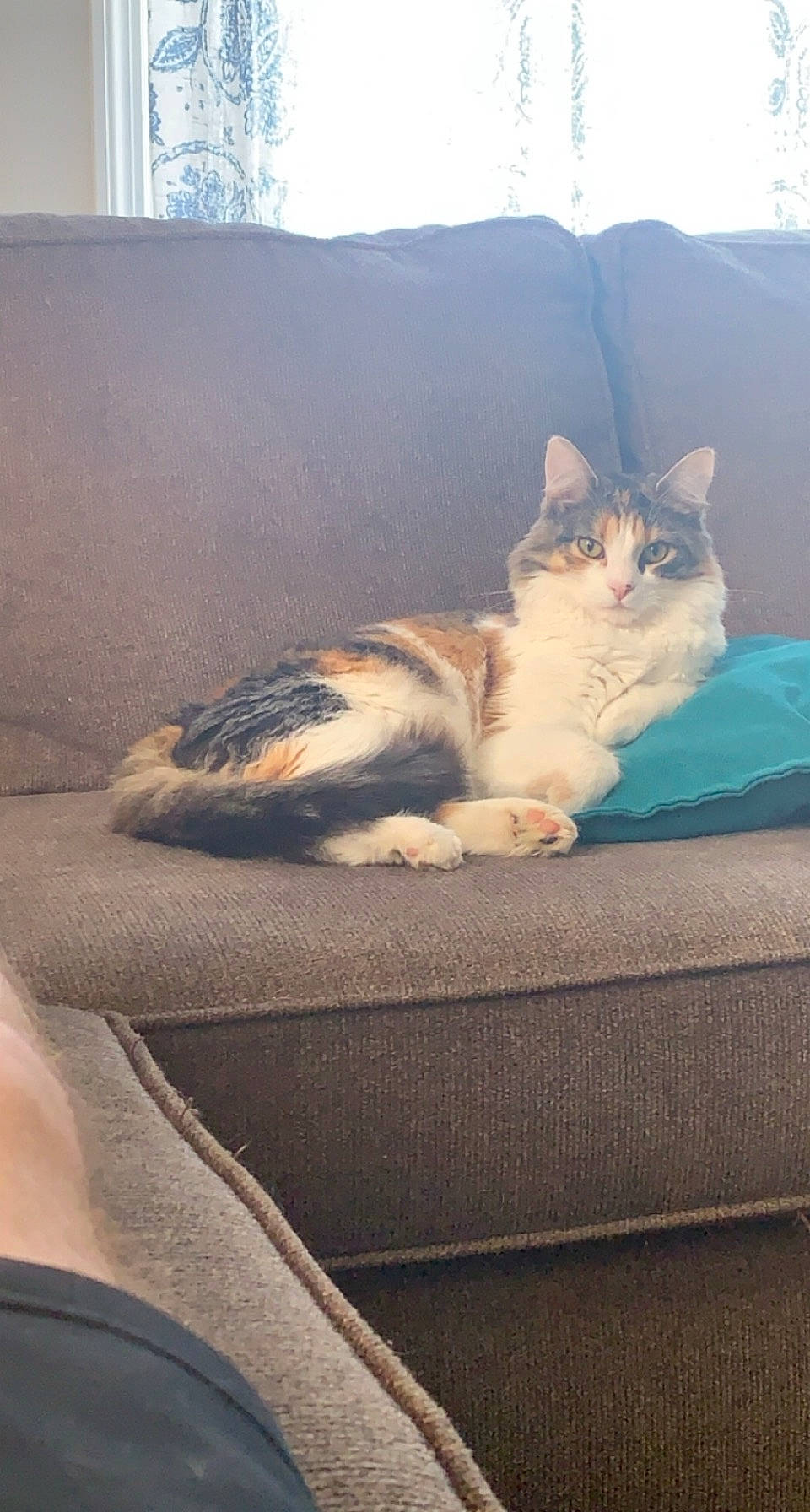 Aurora is registered to the contest to win money with this photo: carnivore, cat, comfort, domestic_short_haired_cat, eye, fawn, felidae, morning, paw, plant, sky, small_to_medium_sized_cats, snout, sunlight, tail, tints_and_shades, tree, whiskers, window, windshield