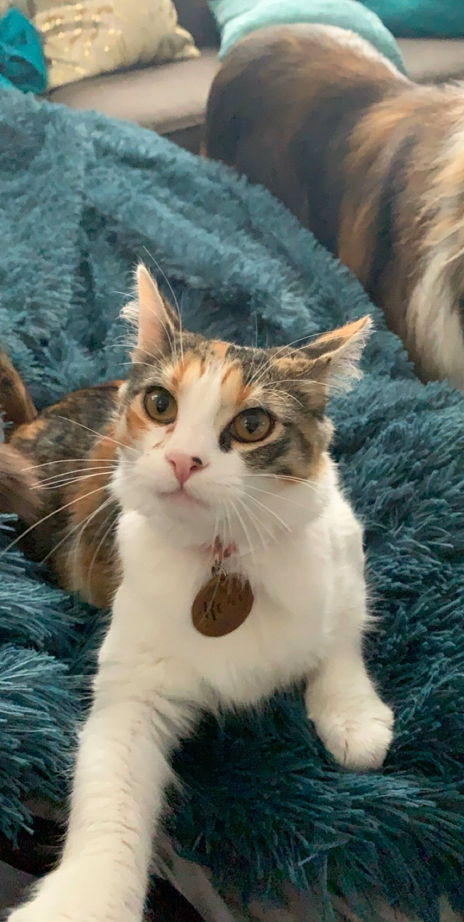 Aurora is registered to the contest to win money with this photo: carnivore, cat, claw, domestic_short_haired_cat, felidae, fur, grass, paw, small_to_medium_sized_cats, snout, tail, terrestrial_animal, tree, whiskers