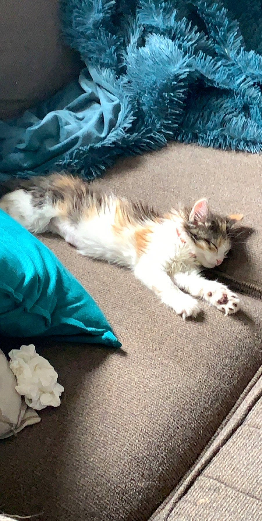 Aurora is registered to the contest to win money with this photo: carnivore, cat, claw, comfort, companion_dog, domestic_short_haired_cat, felidae, foot, fur, grass, human_leg, linens, nap, paw, sand, sitting, small_to_medium_sized_cats, tail, whiskers, wood