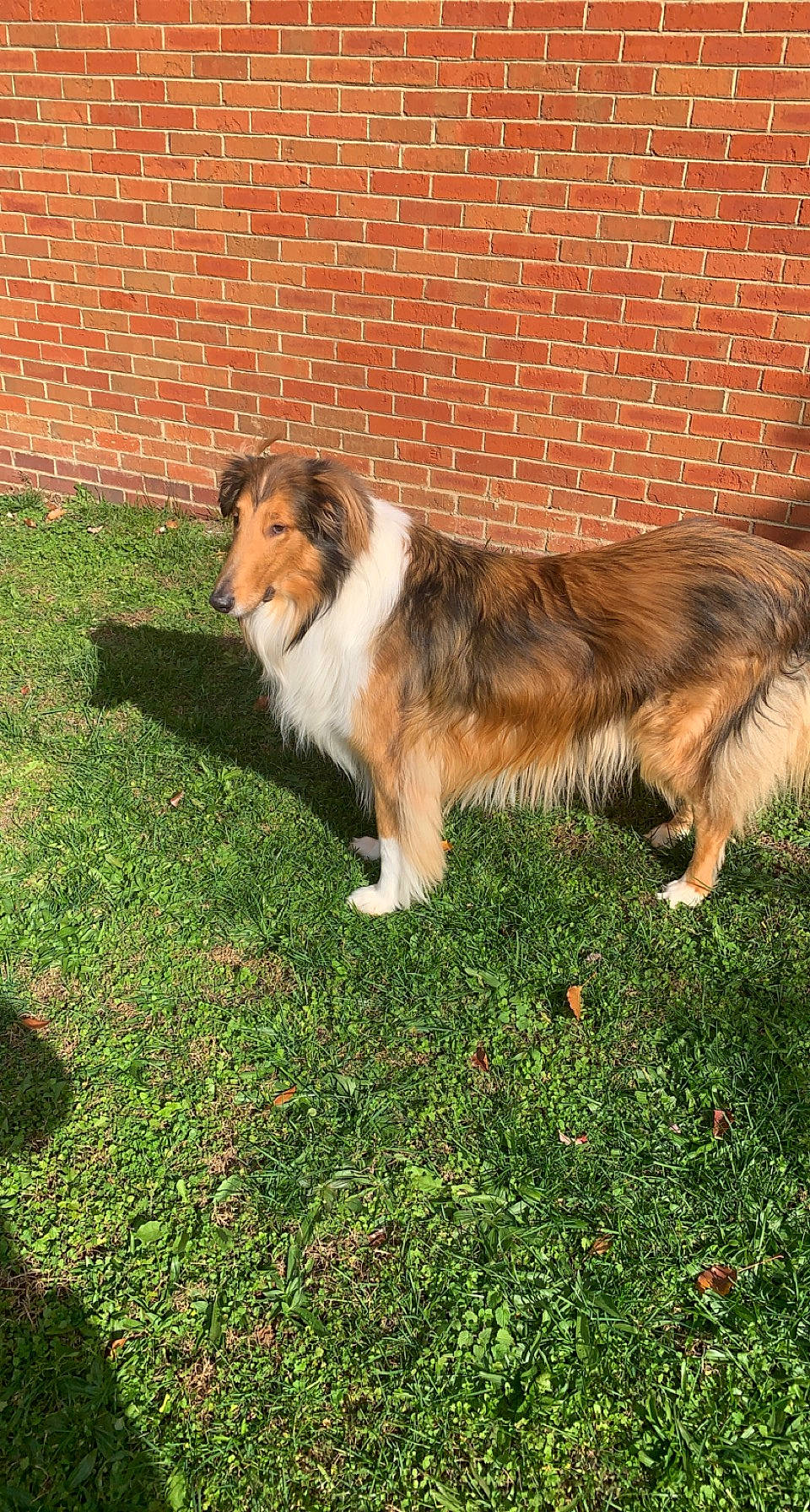 Zero joined the competition — help win amazing prizes! canidae, carnivore, companion_dog, dog, dog_breed, fawn, felidae, fur, grass, herding_dog, liver, pasture, plant, rough_collie, snout, sporting_group, tail, terrestrial_animal, whiskers, working_dog