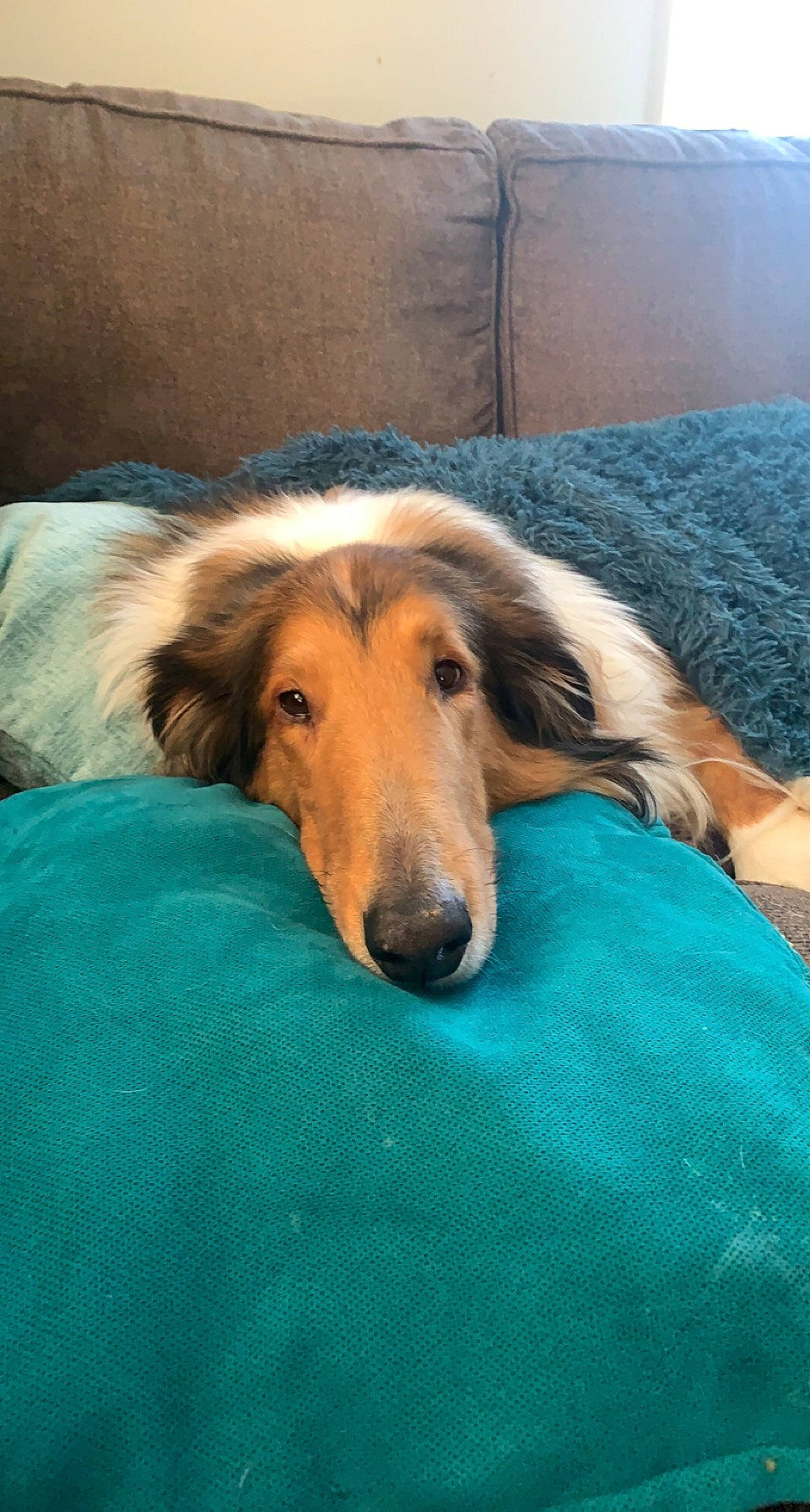 Zero joined the competition — help win amazing prizes! carnivore, comfort, companion_dog, dog, dog_breed, flooring, fur, mammal, plant, sporting_group, terrestrial_animal, vertebrate