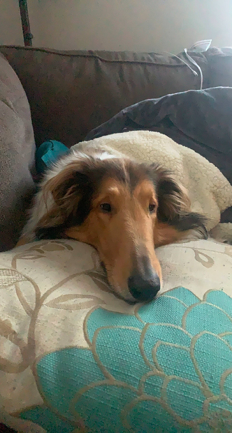 Zero is registered to the contest to win money with this photo: canidae, carnivore, comfort, companion_dog, couch, dog, dog_breed, fur, linens, pattern, sporting_group, terrestrial_animal, working_animal