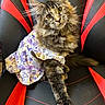 cat, fluffy, dress, floral, gaming_chair, black, red, pet, animal, cute, curious, whiskers, ears, fur, sitting, indoor, portrait, feline, looking_at_camera, comfortable
