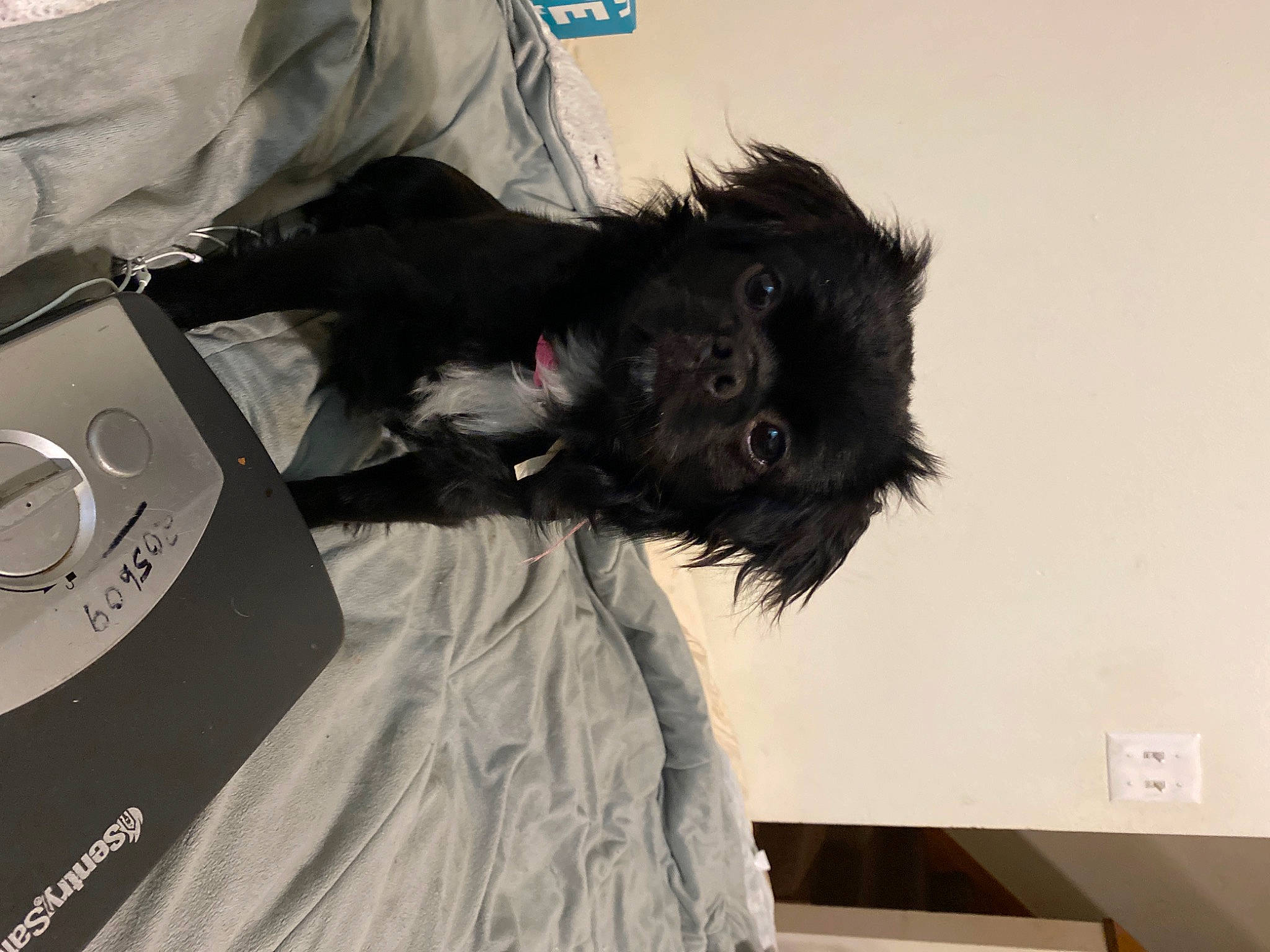 Kamala is registered to the contest to win money with this photo: bed, canidae, carnivore, comfort, companion_dog, dog, dog_breed, dog_supply, fur, non_sporting_group, room, schnauzer, small_terrier, sporting_group, t_shirt, terrier, toy_dog