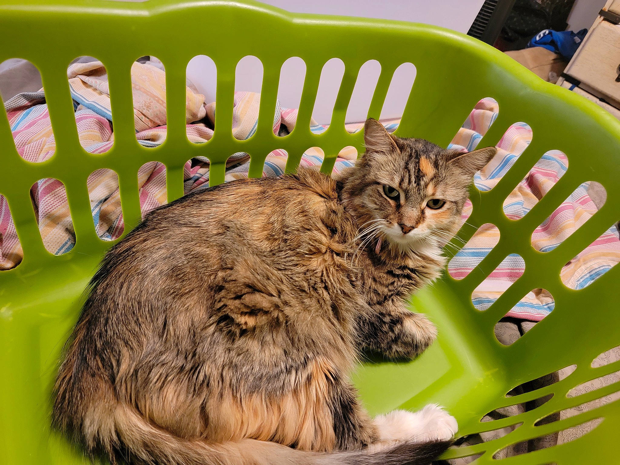 Catniss joined the competition — help win amazing prizes! carnivore, cat, chair, claw, domestic_short_haired_cat, felidae, fur, grass, green, paw, sharing, small_to_medium_sized_cats, snout, tail, terrestrial_animal, whiskers, wildlife