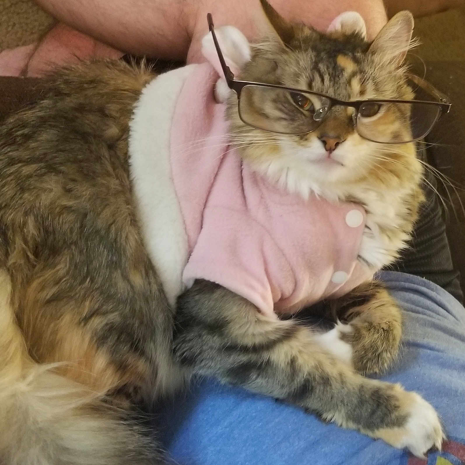 Catniss
