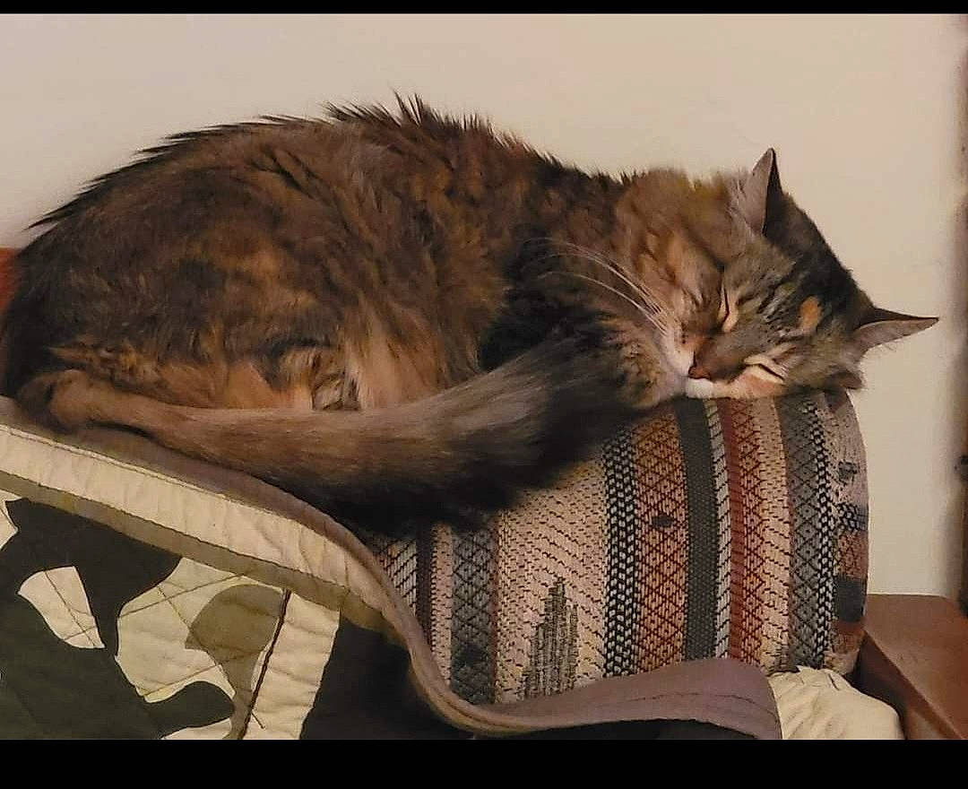 Catniss is registered to the contest to win money with this photo: bag, baggage, carnivore, cat, claw, comfort, domestic_short_haired_cat, felidae, fur, linens, luggage_and_bags, maine_coon, nap, paw, sleep, small_to_medium_sized_cats, tail, whiskers, wicker, wood