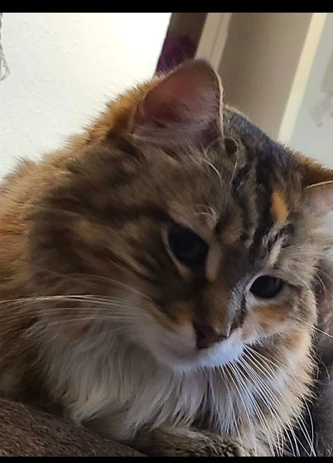 Catniss is registered to the contest to win money with this photo: carnivore, cat, felidae, fur, maine_coon, small_to_medium_sized_cats, snout, terrestrial_animal, whiskers, window