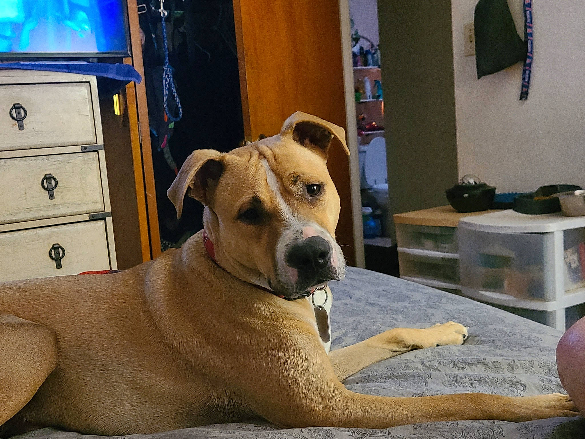 Chazz is registered to the contest to win money with this photo: analog_television, cabinetry, carnivore, chest_of_drawers, collar, comfort, companion_dog, dog, dog_breed, drawer, fawn, flooring, guard_dog, hardwood, molosser, picture_frame, snout, sporting_group, television, working_animal