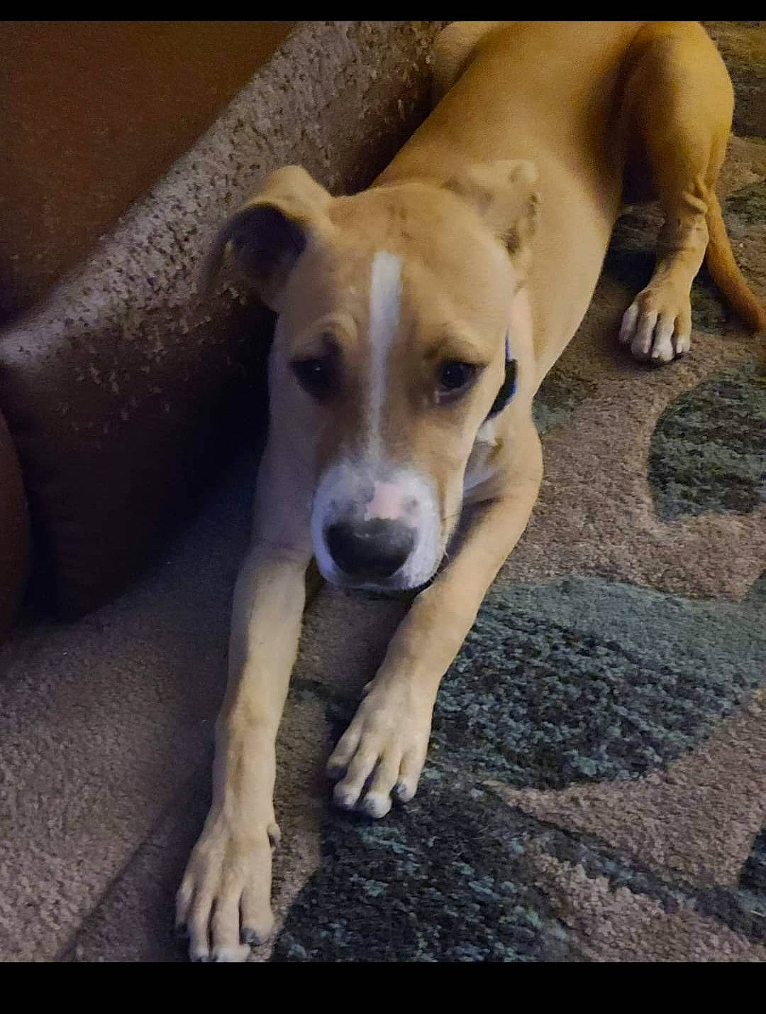 Chazz is registered to the contest to win money with this photo: carnivore, companion_dog, dog, dog_breed, fawn, snout, sporting_group, tail, terrestrial_animal, wood, working_animal