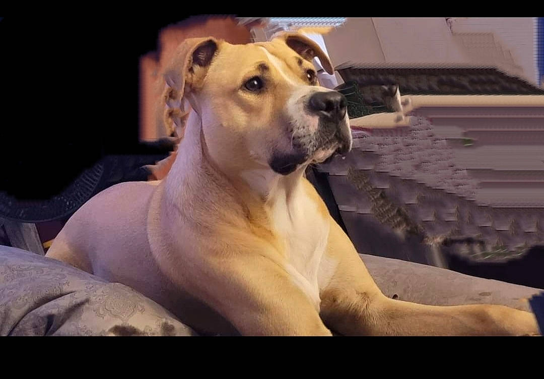 Chazz joined the competition — help win amazing prizes! ancient_dog_breeds, canidae, carnivore, companion_dog, dog, dog_breed, fawn, non_sporting_group, snout, sporting_group, terrestrial_animal, whiskers, wildlife, working_animal