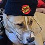 Chazz is registered to the contest to win money with this photo: baseball_cap, canidae, cap, carnivore, companion_dog, costume_hat, dog, dog_breed, ear, fashion_accessory, fawn, hat, headgear, personal_protective_equipment, sleeve, snout, sporting_group, t_shirt, whiskers, working_animal