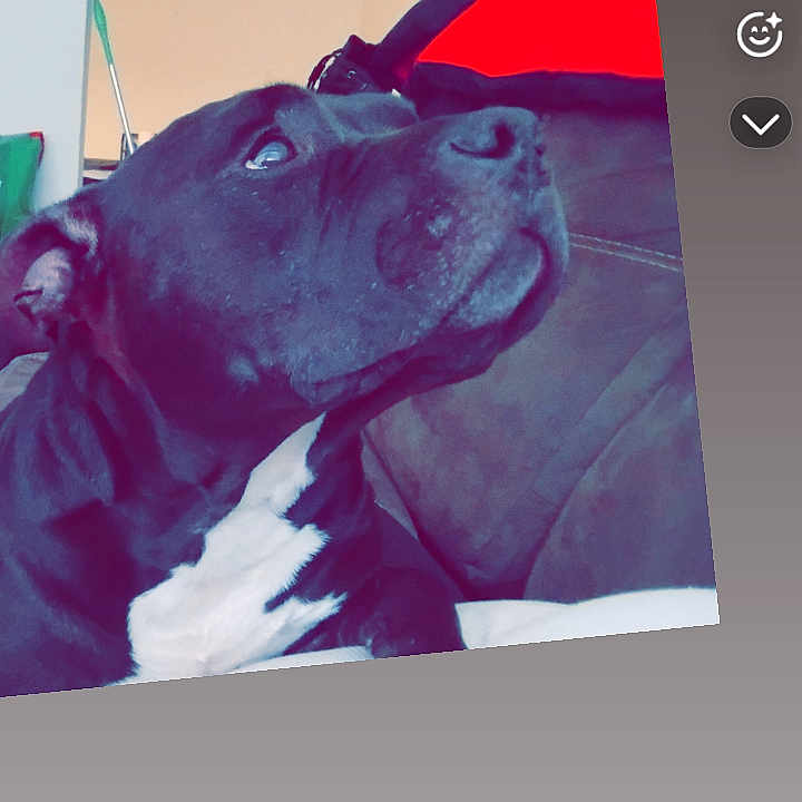Bella is registered to the contest to win money with this photo: animal, black_dog, blanket, canine, close_up, companion, couch, dog, domestic_animal, ears, face, furniture, home, indoor, looking_up, pet, portrait, resting, snout, white_chest