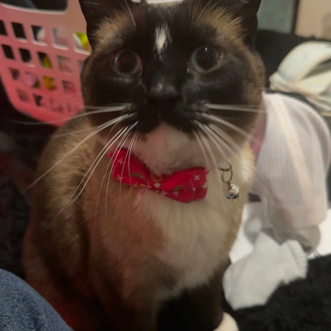 Coco is registered to the contest to win money with this photo: bell, black_and_white, bow_tie, brown_fur, casual, cat, close_up, clothes, curious, domestic_animal, fabric, feline, indoor, indoor_lighting, jeans, laundry_basket, messy_background, pet, whiskers, white_paws