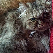 Poupoune a rejoint le concours — aidez-le/la à gagner de superbes lots !