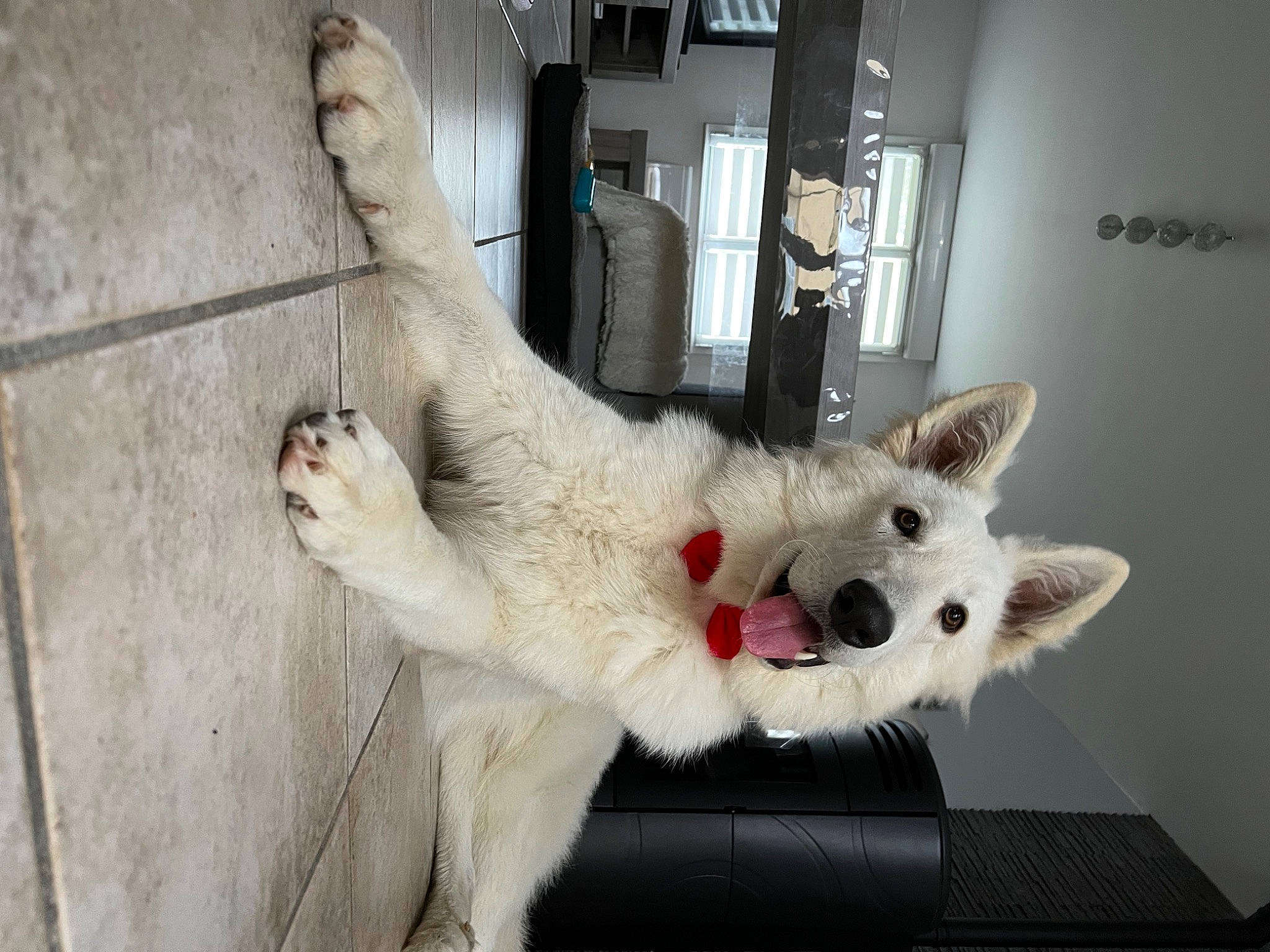 Stark participe au concours pour gagner de l'argent avec cette photo : canidae, carnivore, cat, claw, comfort, companion_dog, dog_breed, domestic_short_haired_cat, door, fawn, felidae, fur, paw, photo_caption, small_to_medium_sized_cats, snout, sporting_group, tail, whiskers, window