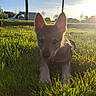 puppy, dog, grass, sunlight, outdoor, park, tree, harness, leash, greenery, sunset, nature, animal, young_dog, sky, vehicle, field, daylight, pet, canine