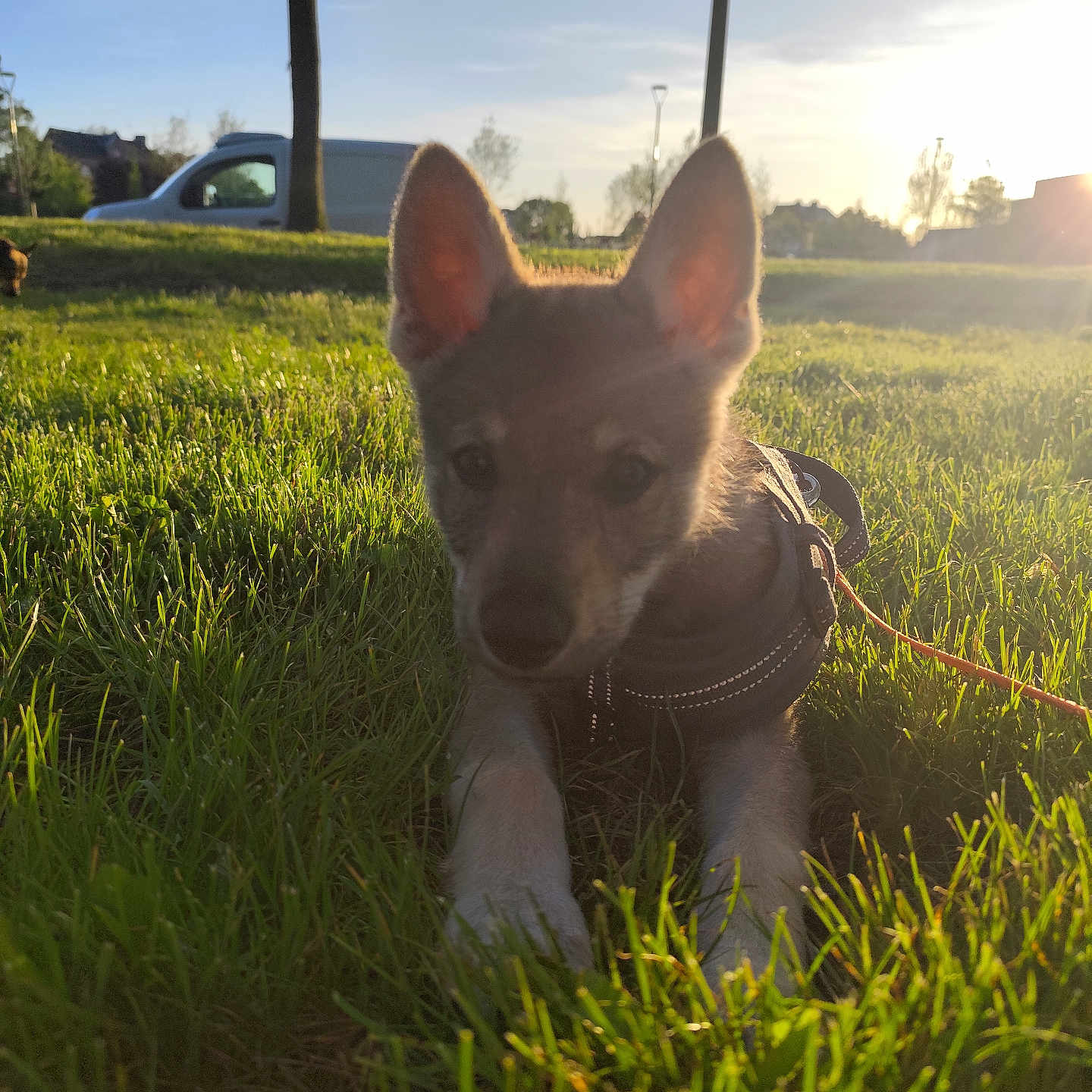 Freya a rejoint le concours — aidez-le/la à gagner de superbes lots ! puppy, dog, grass, sunlight, outdoor, park, tree, harness, leash, greenery, sunset, nature, animal, young_dog, sky, vehicle, field, daylight, pet, canine
