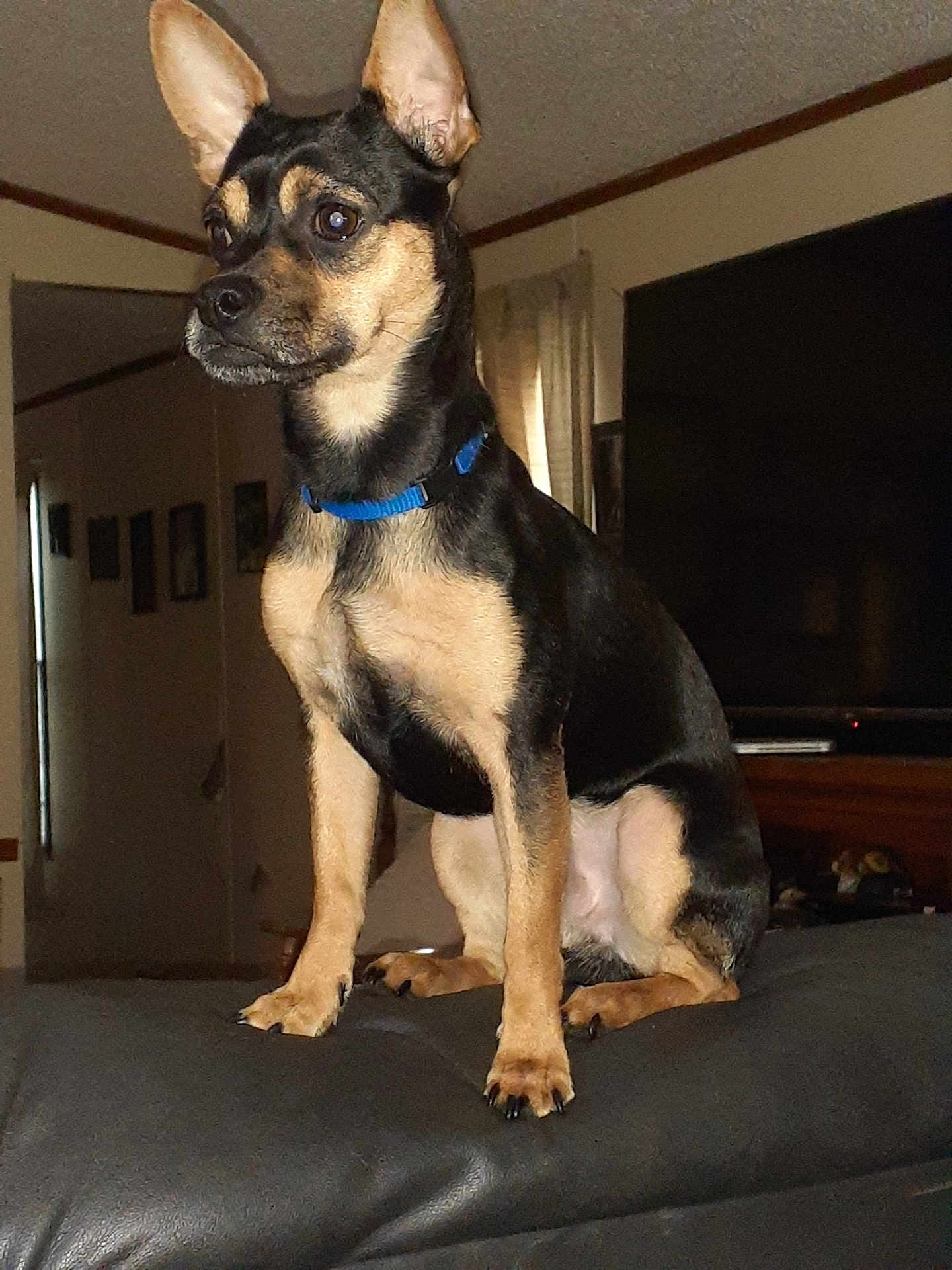 Bandit