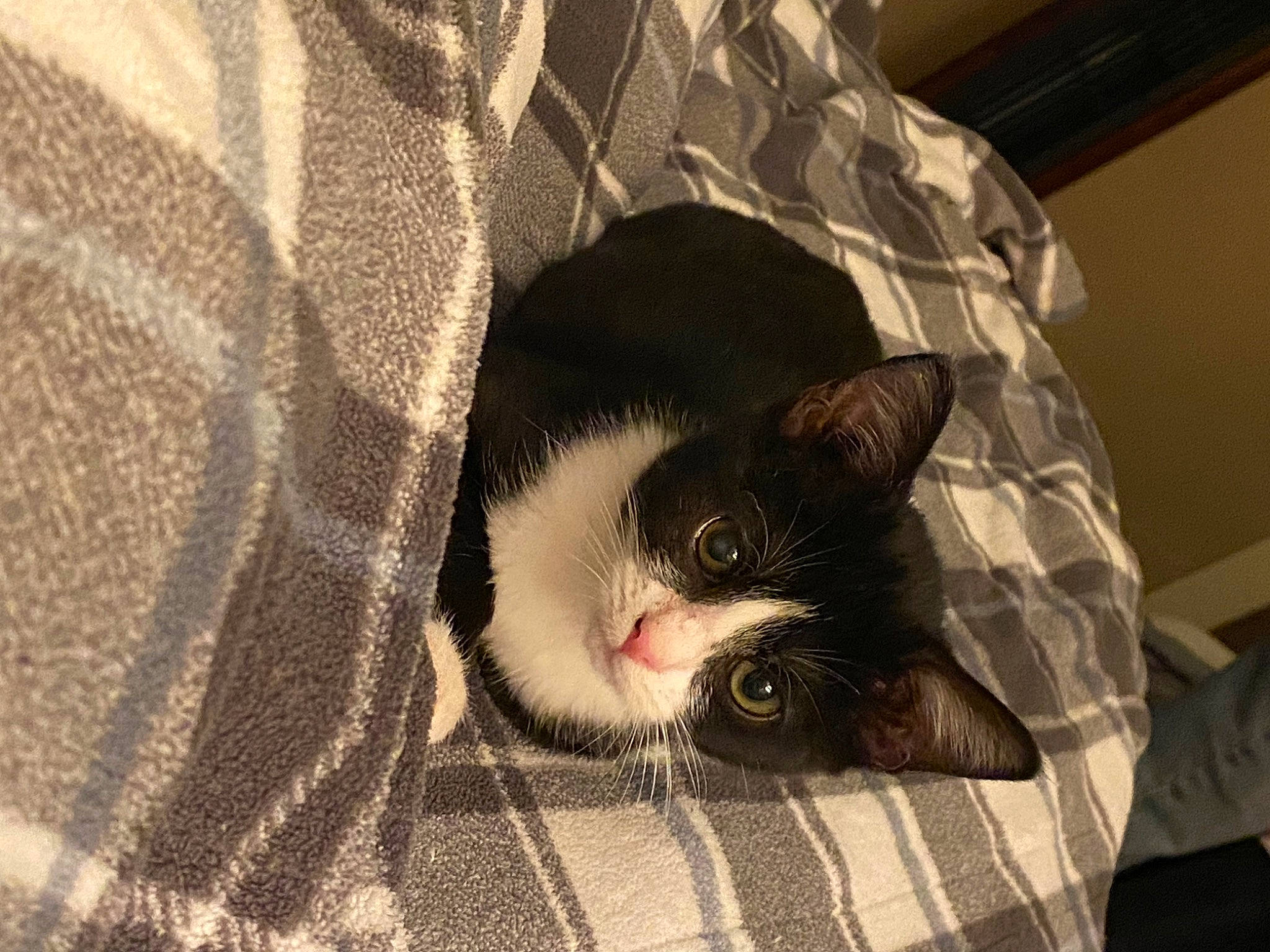 Arya is registered to the contest to win money with this photo: box, cardboard, carnivore, cat, comfort, domestic_short_haired_cat, ear, eye, felidae, fur, grey, linens, pattern, paw, small_to_medium_sized_cats, snout, tail, tree, whiskers, wood