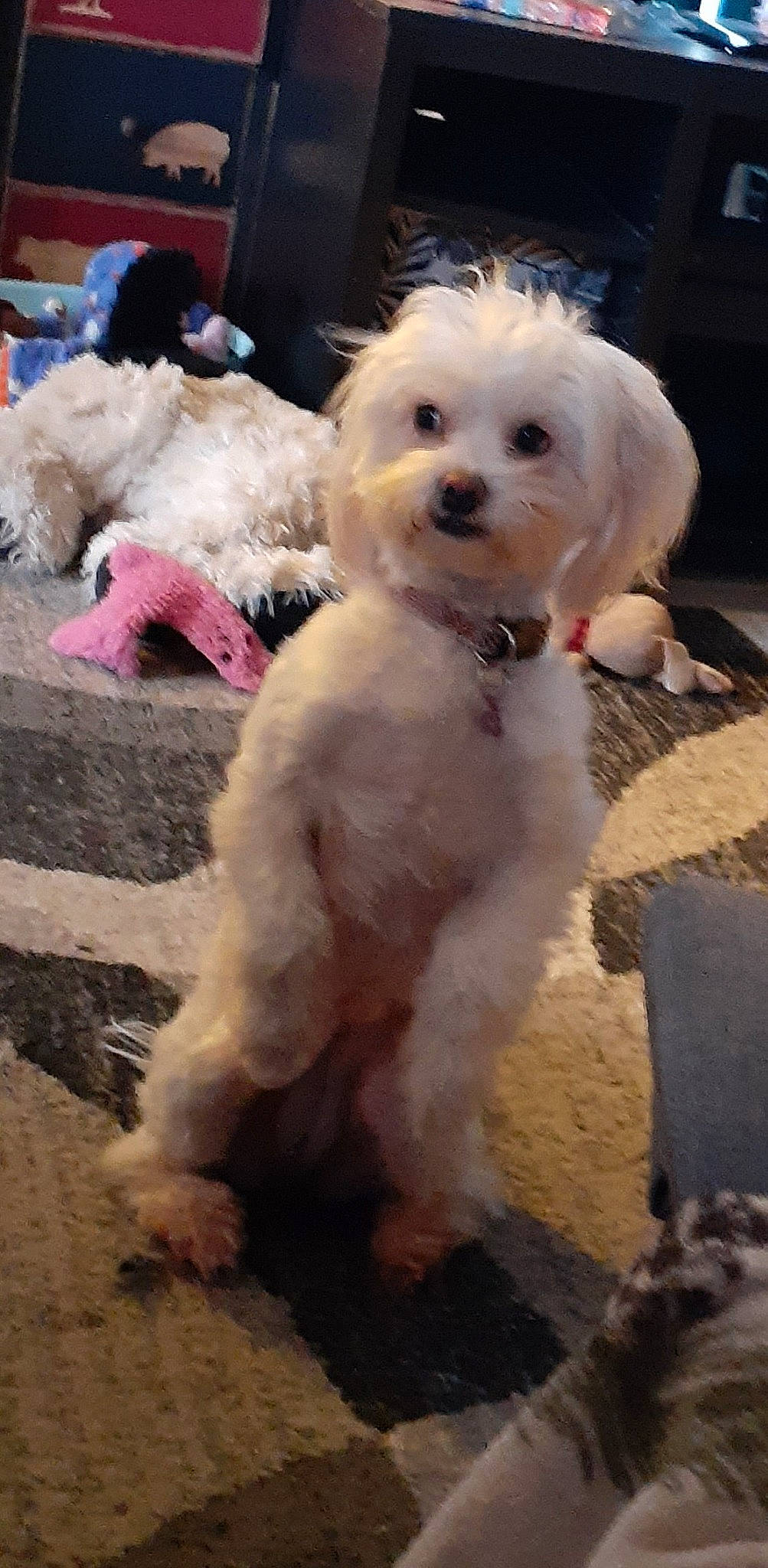 Bubbie is registered to the contest to win money with this photo: canidae, carnivore, companion_dog, dog, dog_breed, event, fur, labradoodle, maltepoo, non_sporting_group, poodle, poodle_crossbreed, small_terrier, snout, sporting_group, terrier, toy_dog, water_dog, working_animal, yorkipoo