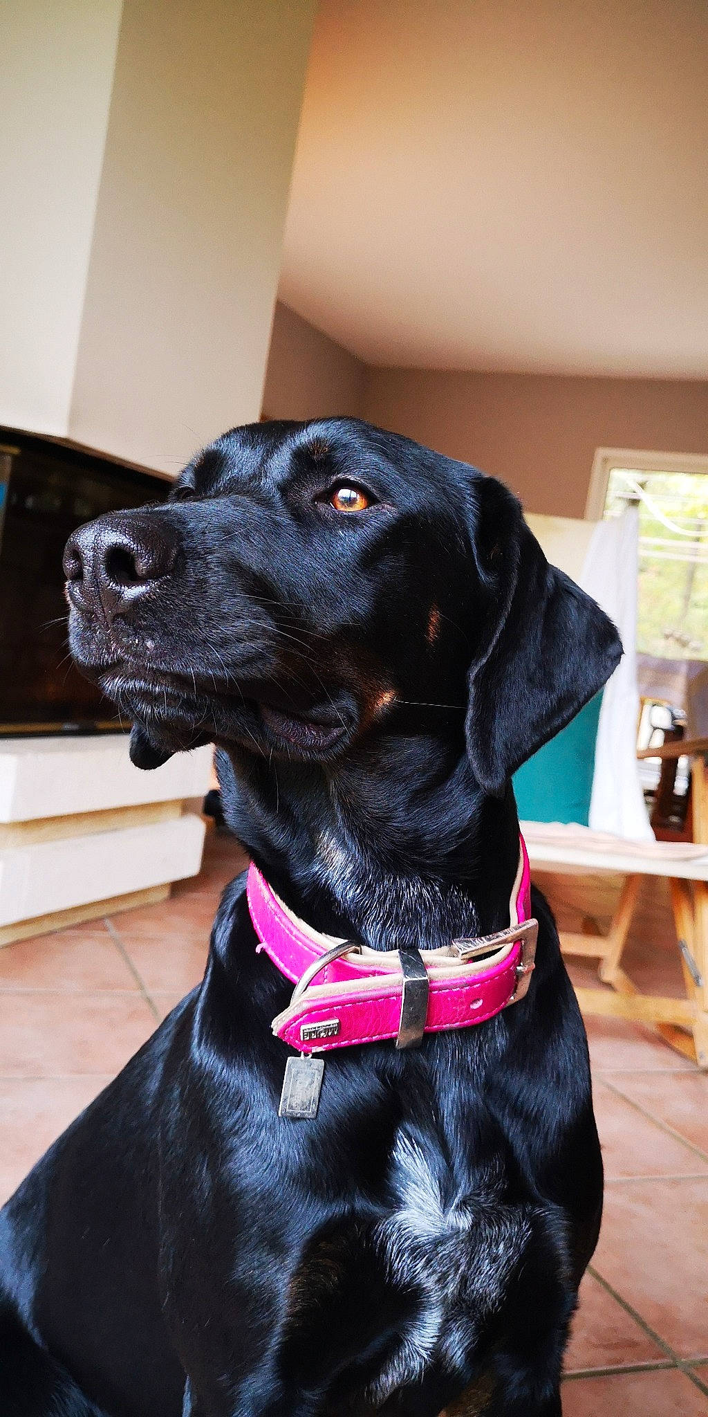 Bella a rejoint le concours — aidez-le/la à gagner de superbes lots ! beagador, canidae, carnivore, collar, dog, dog_breed, dog_collar, hunting_dog, labrador_retriever, mammal, patterdale_terrier, pointer, rare_breed_dog, snout, sporting_group