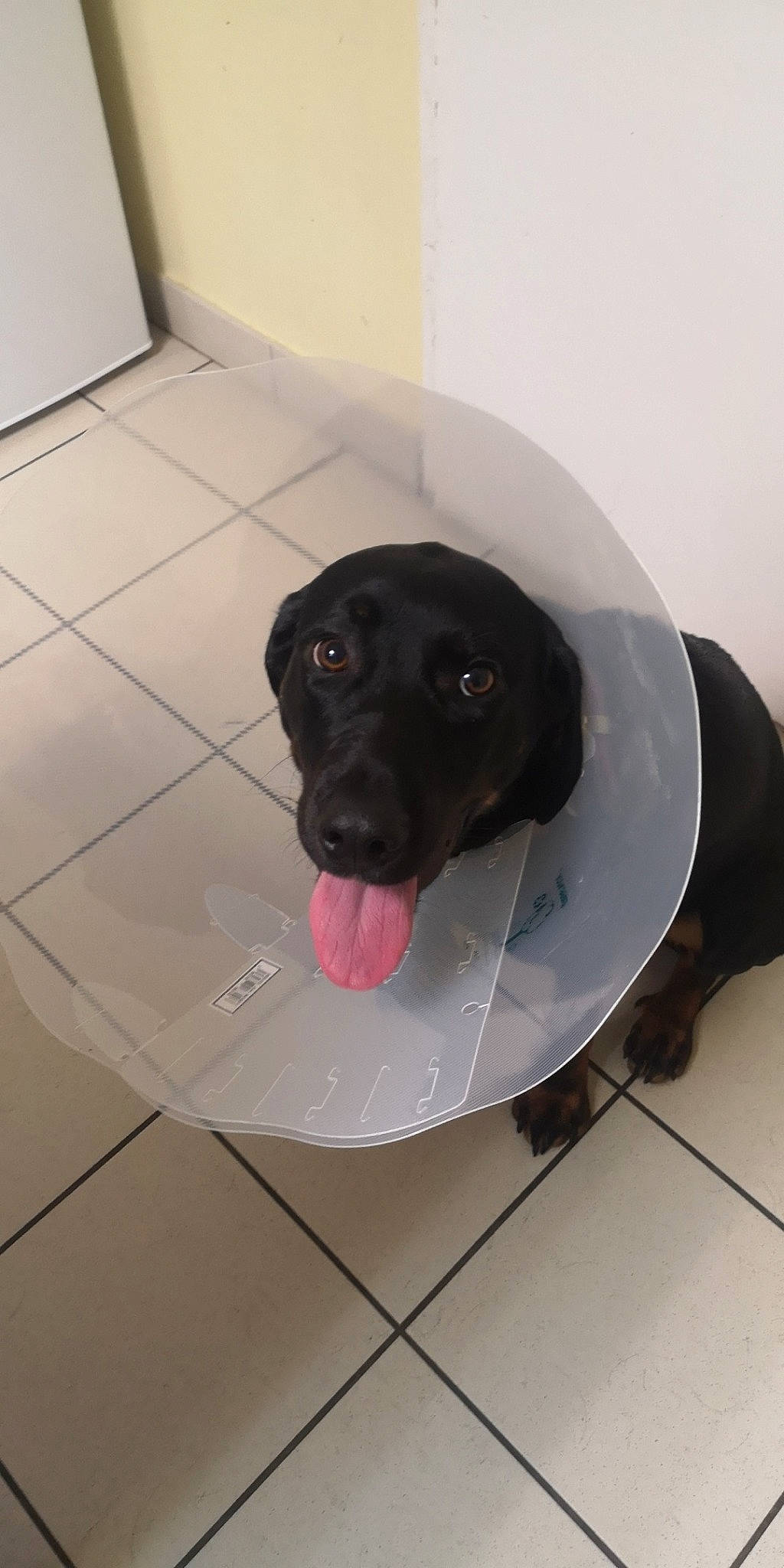 Bella participe au concours pour gagner de l'argent avec cette photo : beagador, borador, canidae, carnivore, dog, dog_breed, fawn, labrador_retriever, patterdale_terrier, puppy, retriever, snout, sporting_group