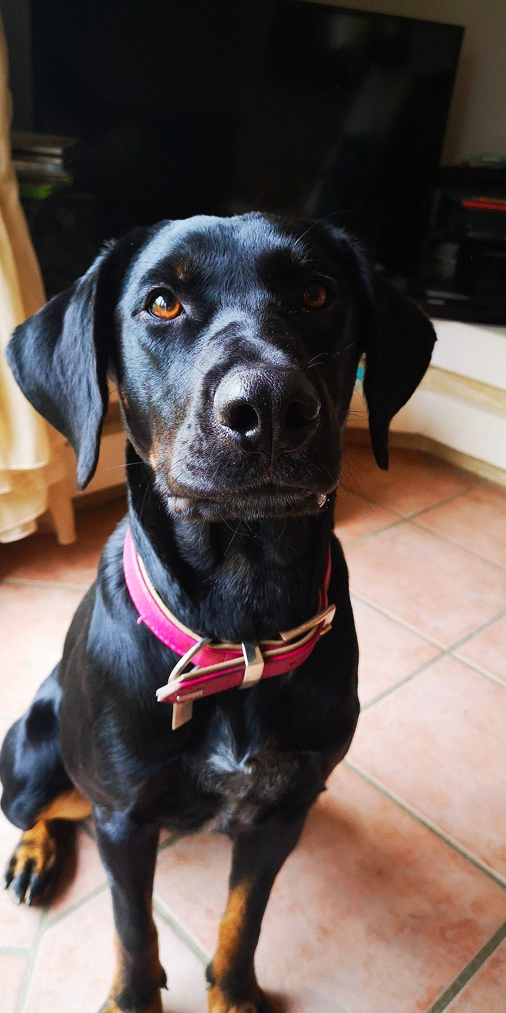 Bella participe au concours pour gagner de l'argent avec cette photo : beagador, borador, canidae, carnivore, collar, dachshund, dog, dog_breed, dog_collar, ear, hunting_dog, labrador_retriever, mammal, patterdale_terrier, pink, puppy, rare_breed_dog, snout, sporting_group