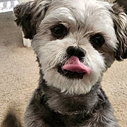 Gucci is registered to the contest to win money with this photo: adorable, black_nose, brown_and_white_fur, carpet, close_up, companion, cute, dark_eyes, dog, fluffy, furry, head_tilt, indoors, pet, playful, portrait, sitting, small_dog, tongue_out, whiskers