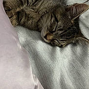 Mina joined the competition — help win amazing prizes! cat, tabby, sleeping, bed, pillow, fur, whiskers, cozy, indoor, resting, cute, pet, animal, soft, relaxation, closeup, domestic, peaceful, feline, quiet