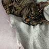 cat, tabby, sleeping, bed, pillow, fur, whiskers, cozy, indoor, resting, cute, pet, animal, soft, relaxation, closeup, domestic, peaceful, feline, quiet