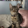 Mina joined the competition — help win amazing prizes! cat, kitten, tabby, indoor, bed, blanket, pillow, feline, pet, collar, domestic_animal, fur, whiskers, ears, eyes, sitting, curious, young, home, cozy
