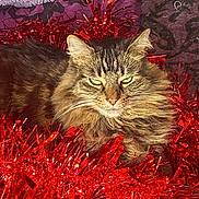 Mayhem joined the competition — help win amazing prizes! animal, cat, christmas, closeup, cute, decorations, feline, fluffy, fur, green_eyes, holiday, indoor, pet, portrait, red, relaxed, sparkle, tabby, tinsel, whiskers