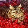 animal, cat, christmas, closeup, cute, decorations, feline, fluffy, fur, green_eyes, holiday, indoor, pet, portrait, red, relaxed, sparkle, tabby, tinsel, whiskers
