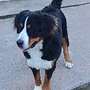 Noemie a rejoint le concours — aidez-le/la à gagner de superbes lots ! australian_shepherd, bernese_mountain_dog, carnivoran, companion_dog, dog, dog_breed, dog_breed_group, dog_like_mammal, greater_swiss_mountain_dog, snout, vertebrate