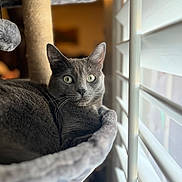 Meeko is registered to the contest to win money with this photo: animal, blinds, cat, cat_tree, closeup, comfortable, cozy, curious, fur, furniture, gray_cat, green_eyes, home, indoor, looking, pet, portrait, relaxing, soft_light, window