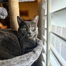 animal, blinds, cat, cat_tree, closeup, comfortable, cozy, curious, fur, furniture, gray_cat, green_eyes, home, indoor, looking, pet, portrait, relaxing, soft_light, window