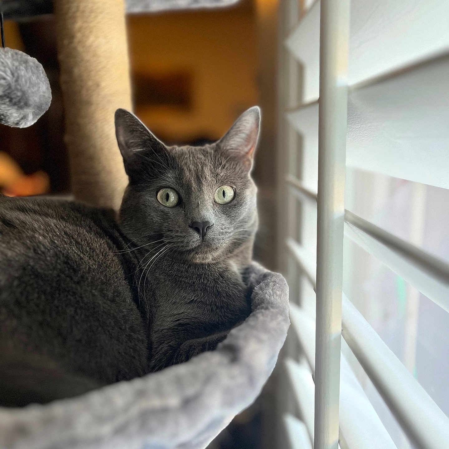 Meeko